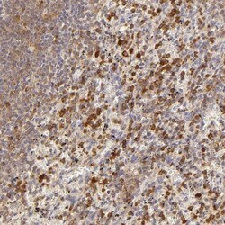 APOBEC3G Antibody, Novus Biologicals 0.1mL; Unlabeled:Antibodies, Polyclonal